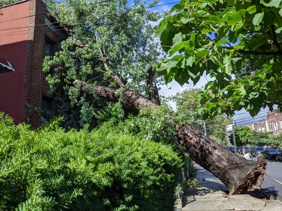 A tree is toppled over a sidewalk, into a building a